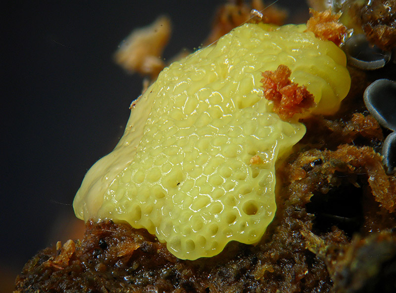 Ceratiomyxa porioides